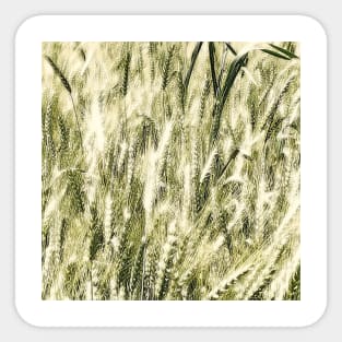 Field, crops, fields, spring, summer, gold, green, rural, farm, farming, landscape, nature, botanical, farms, leaves, wheat, barley, graphic-design, digital, photography, Sticker